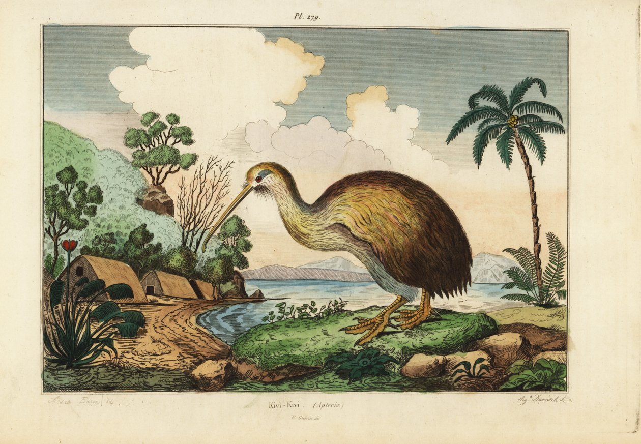 Kiwi fugl, Apteryx australis af Unbekannt