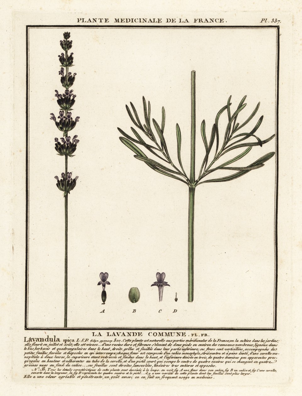 Lavendel, Lavandula angustifolia. af Unbekannter Künstler