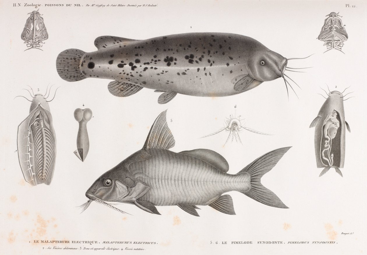 The Electric Malapterure & The Synodont Pimelode af Unbekannt