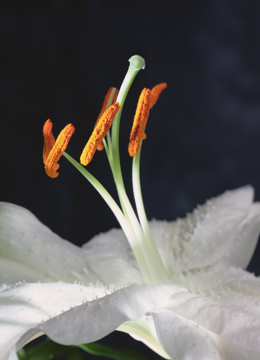 Lily Stamens, 2001 (foto) af Unbekannter Künstler