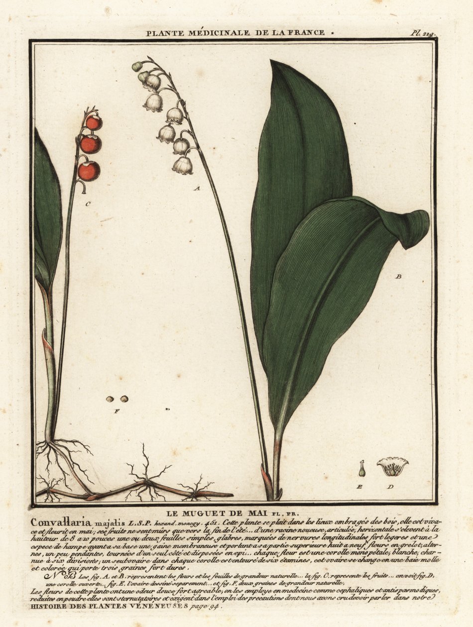 Liljekonval, Convallaria Majalis. af Unbekannter Künstler