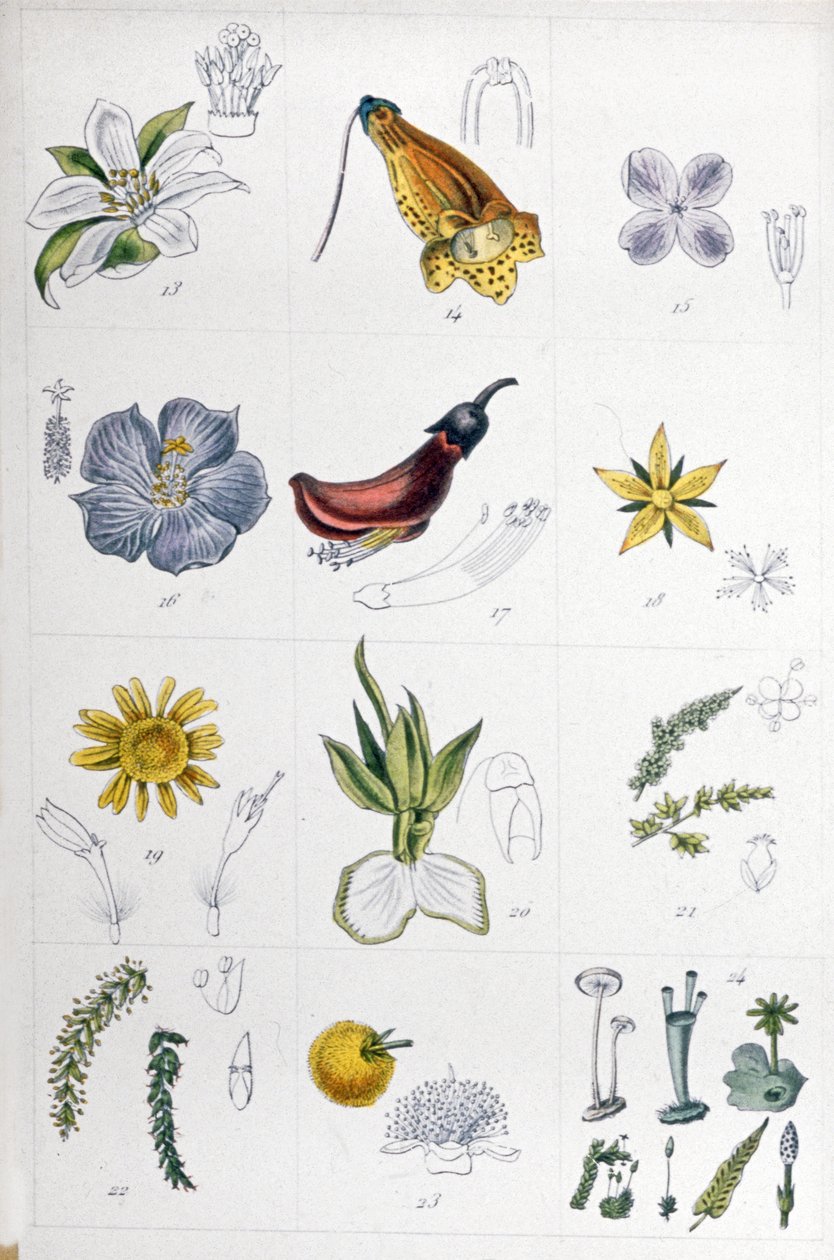Linned-system, ca. 1850 (gravering) af Unbekannter Künstler