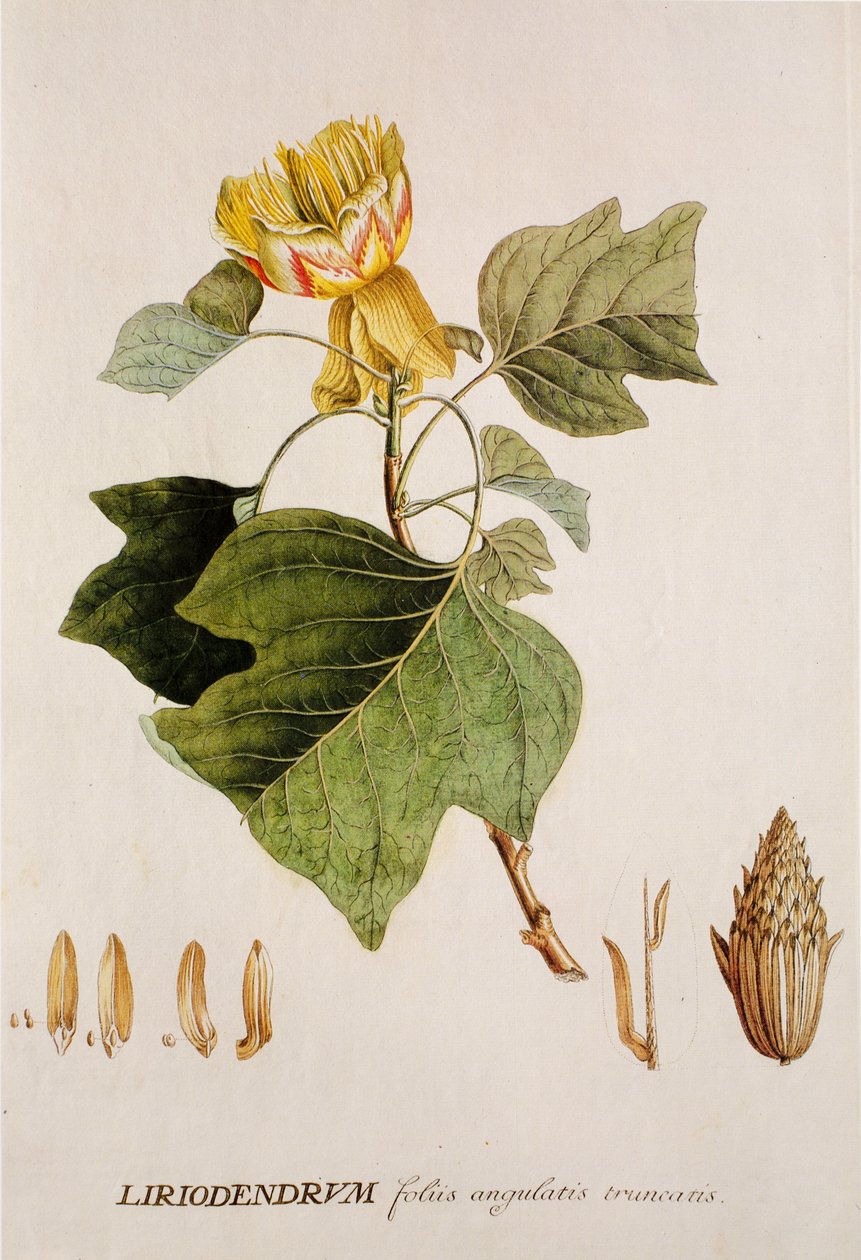 Liriodendron tulipifera/Tulipier/Tulipantræ af Unbekannt