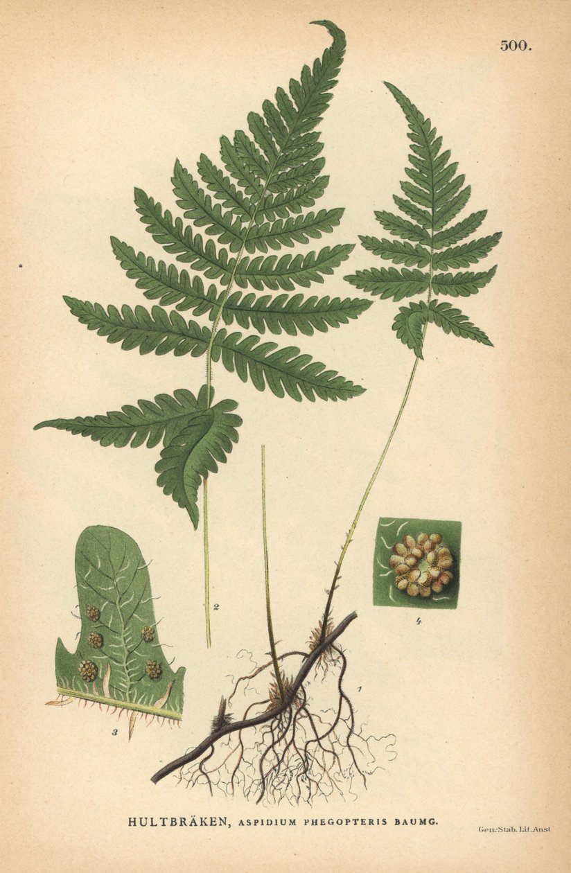 Lang bøgebregne, Phegopteris connectilis af Unbekannter Künstler
