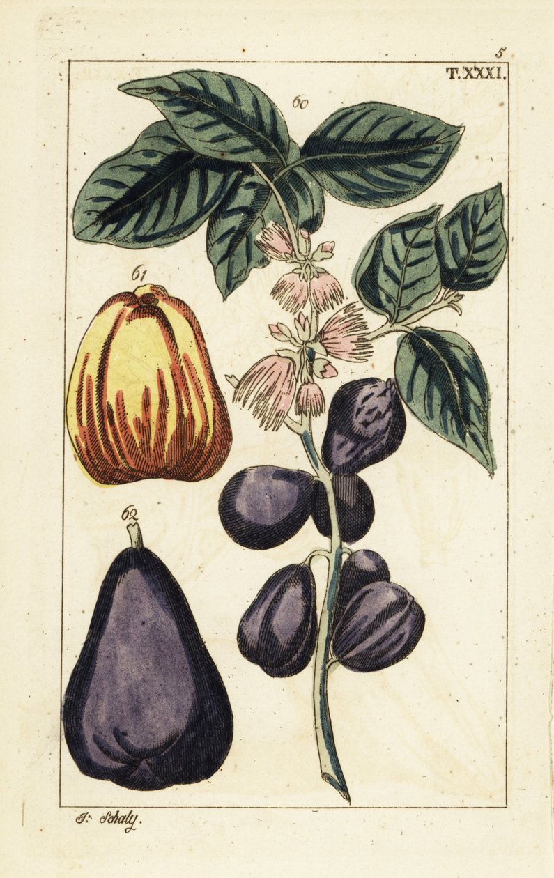 Malayæble, Syzygium malaccense. af Unbekannter Künstler