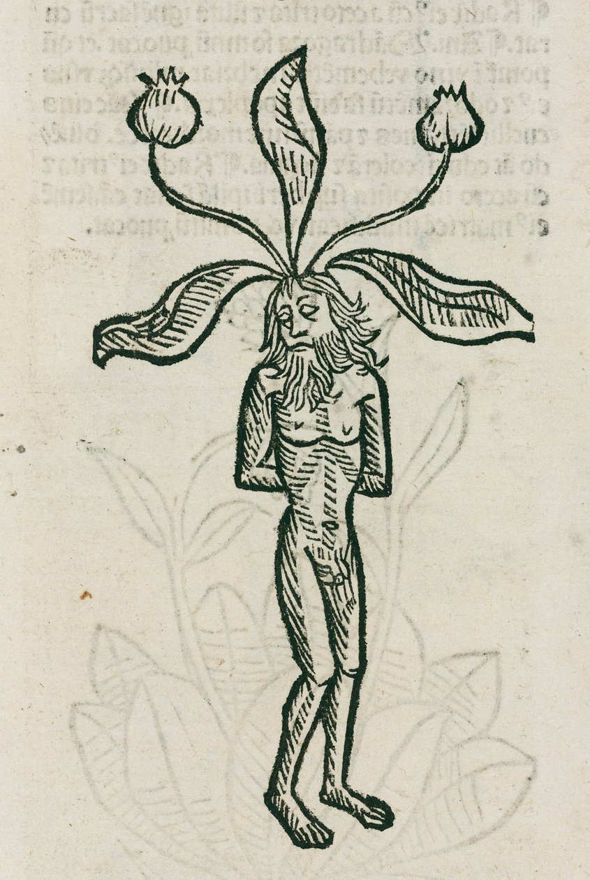 Mandrake af Unbekannt