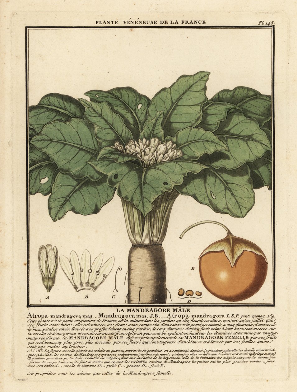 Mandrake, Mandragora officinalis. af Unbekannter Künstler