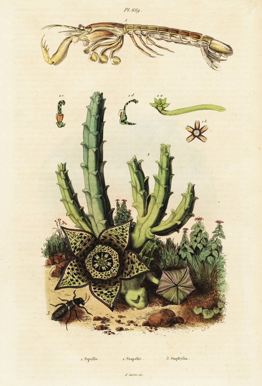 Mantis-rejer, stjerneblomst og bille., 1834-1839 (gravering) af Unbekannter Künstler