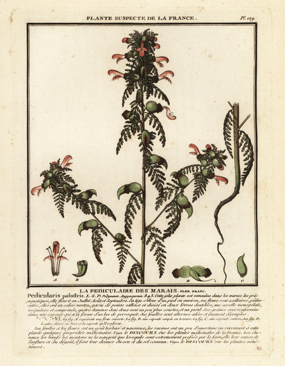 Lusseurt, Pedicularis palustris. af Unbekannter Künstler