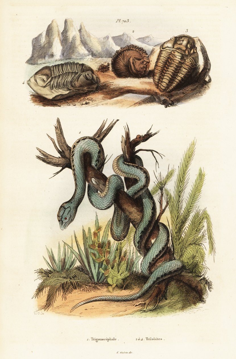 Martinican pit hugorm og uddøde trilobitter. af Unbekannter Künstler