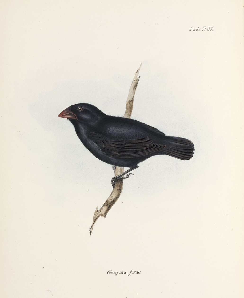 Medium Ground Finch, Galapagosøerne, c 1832-1836 af Unbekannter Künstler