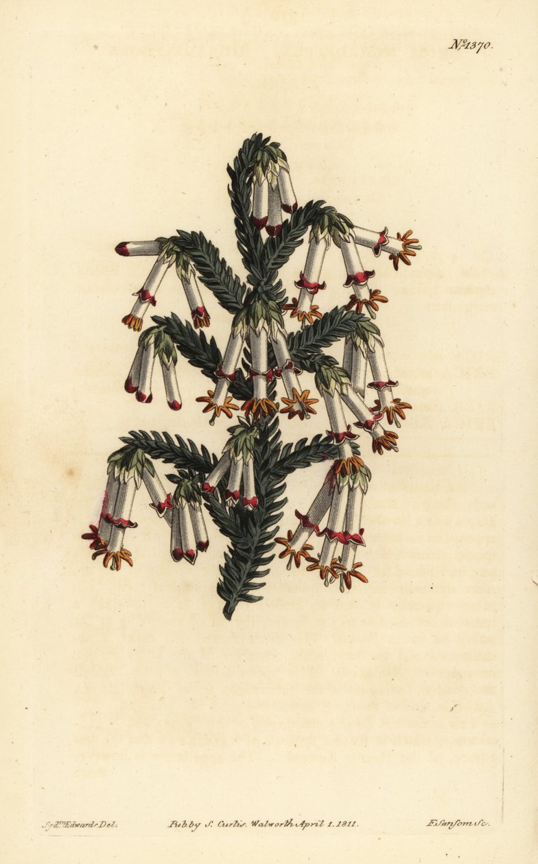 Monadelphous hede, Erica monadelpha af Unbekannt