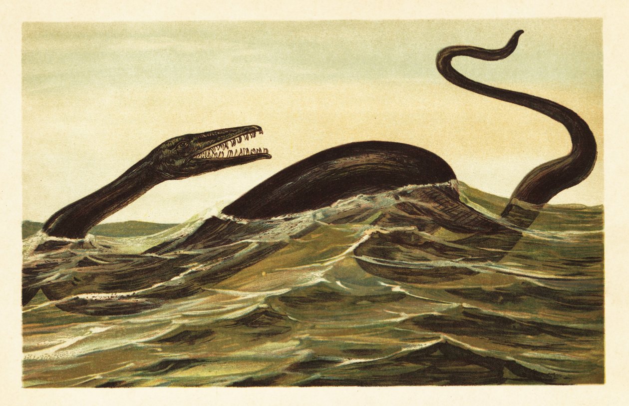 Mosasaurus hoffmannii, uddødt akvatisk krybdyr.1908 (litografi) af Unbekannter Künstler