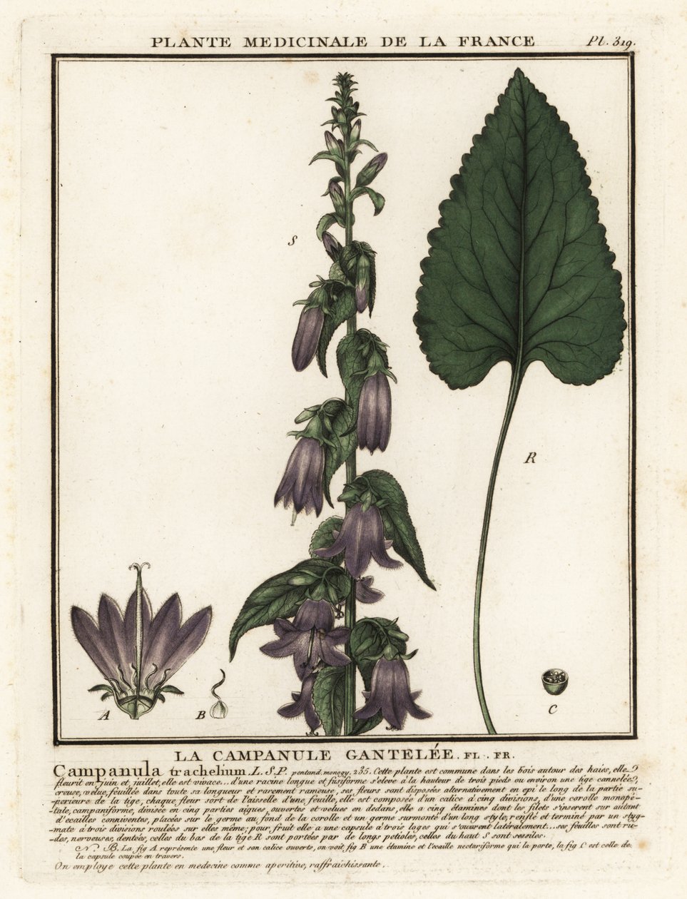 Nældebladet klokke, Campanula trachelium. af Unbekannter Künstler