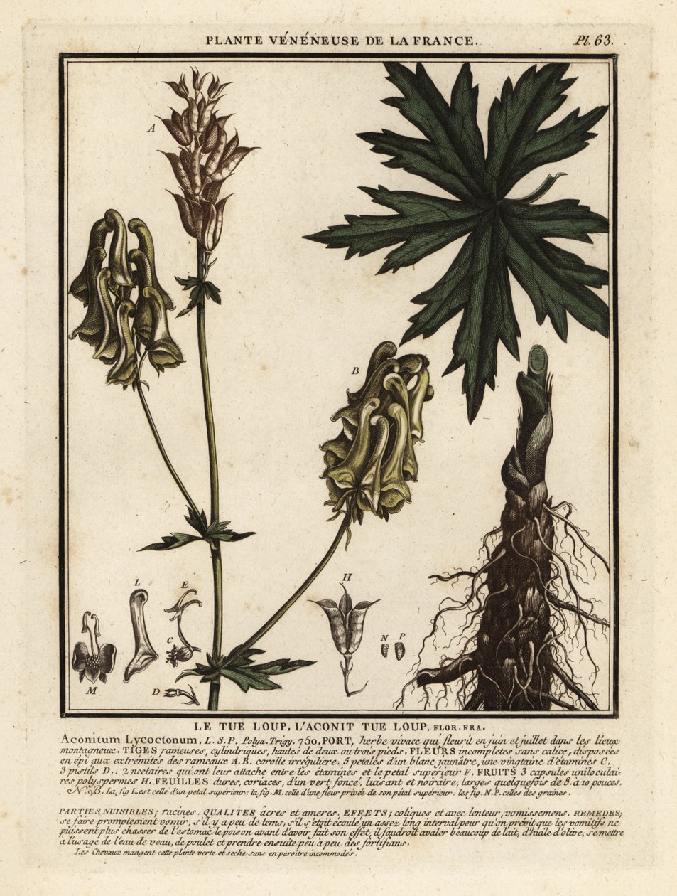 Nordlig ulvebane, Aconitum lycoctonum. af Unbekannter Künstler