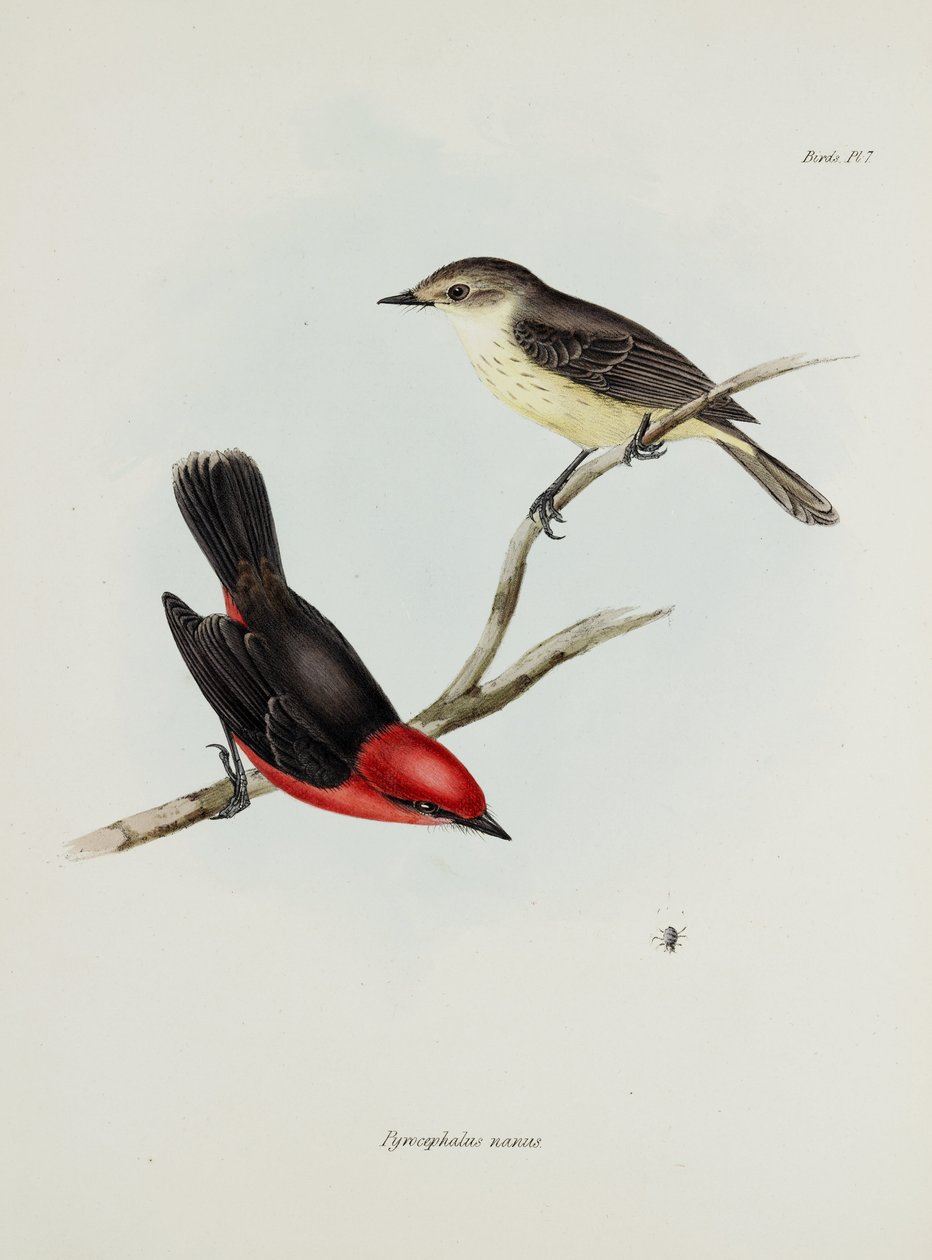 Fuglepar, c 1832-1836 af Unbekannter Künstler