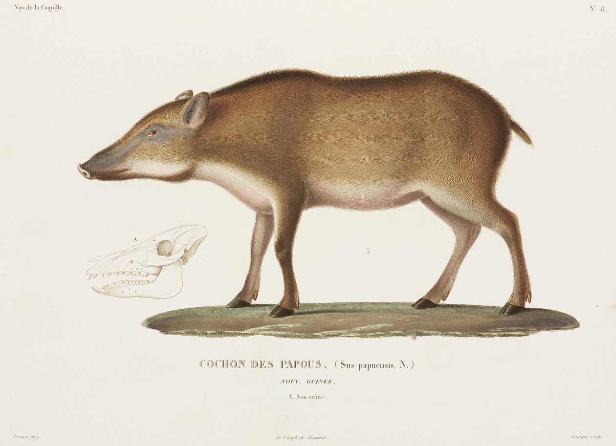 Papuansk gris, Ny Guinea af Unbekannter Künstler