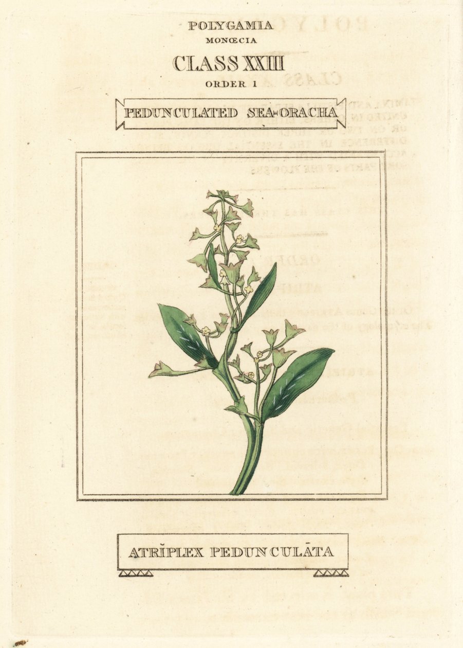 Stivhåret søpindsvin, Atriplex pedunculata. Håndkoloreret kobberstik efter en illustration af Richard Duppa fra hans The Clours and Orders of the Linnaean System of Botany, Longman, Hurst, London. af Unbekannter Künstler