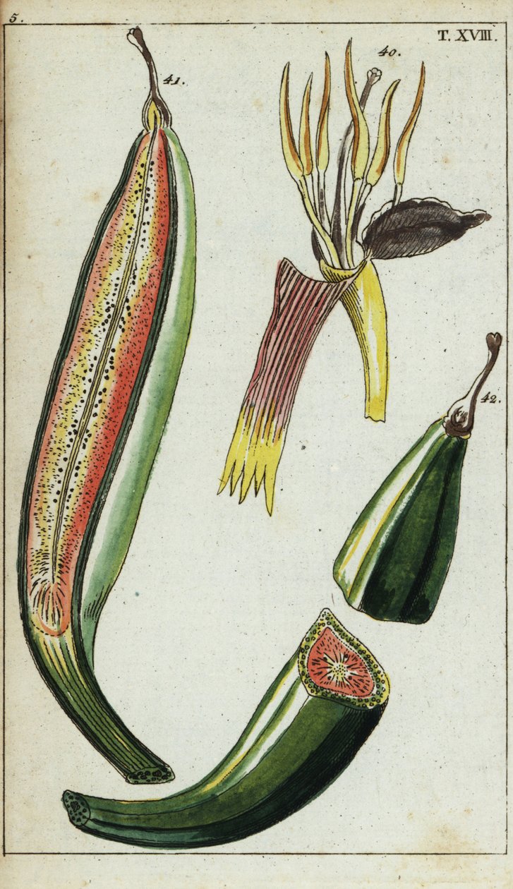 Plantains, Musa x paradisiaca. af Unbekannter Künstler
