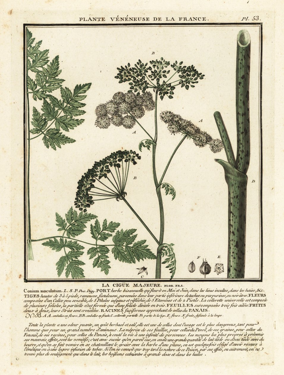 Gift hemlock, Conium maculatum. af Unbekannter Künstler