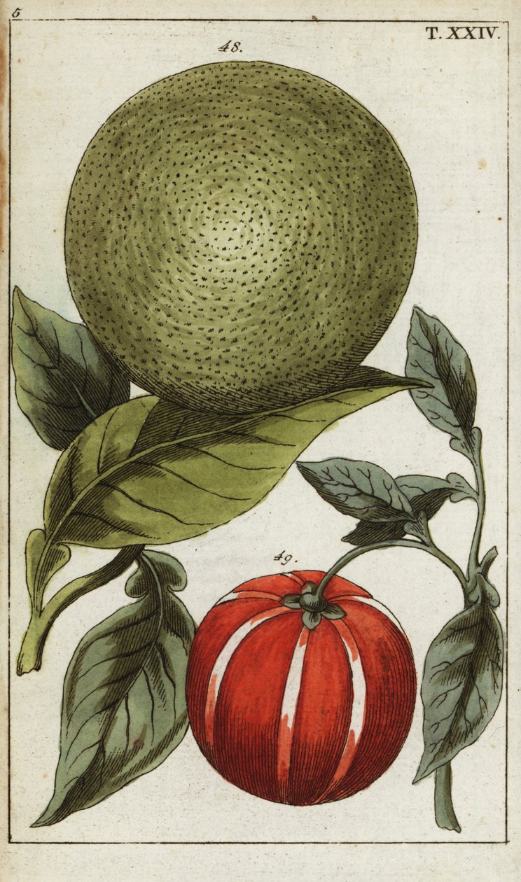 Pomelo eller pummelo, Citrus maxima. af Unbekannter Künstler