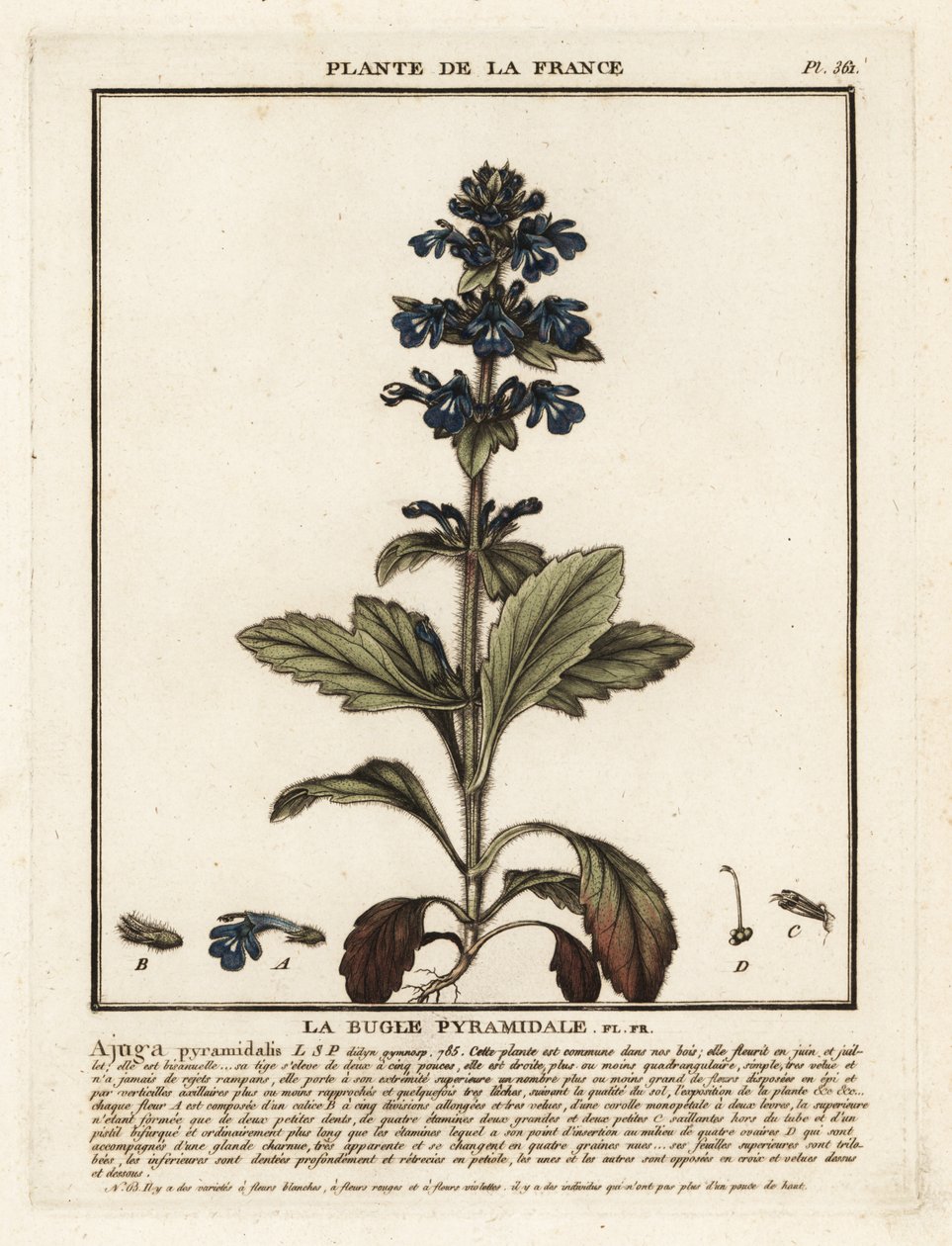Pyramidal bugle, Ajuga pyramidalis. af Unbekannter Künstler