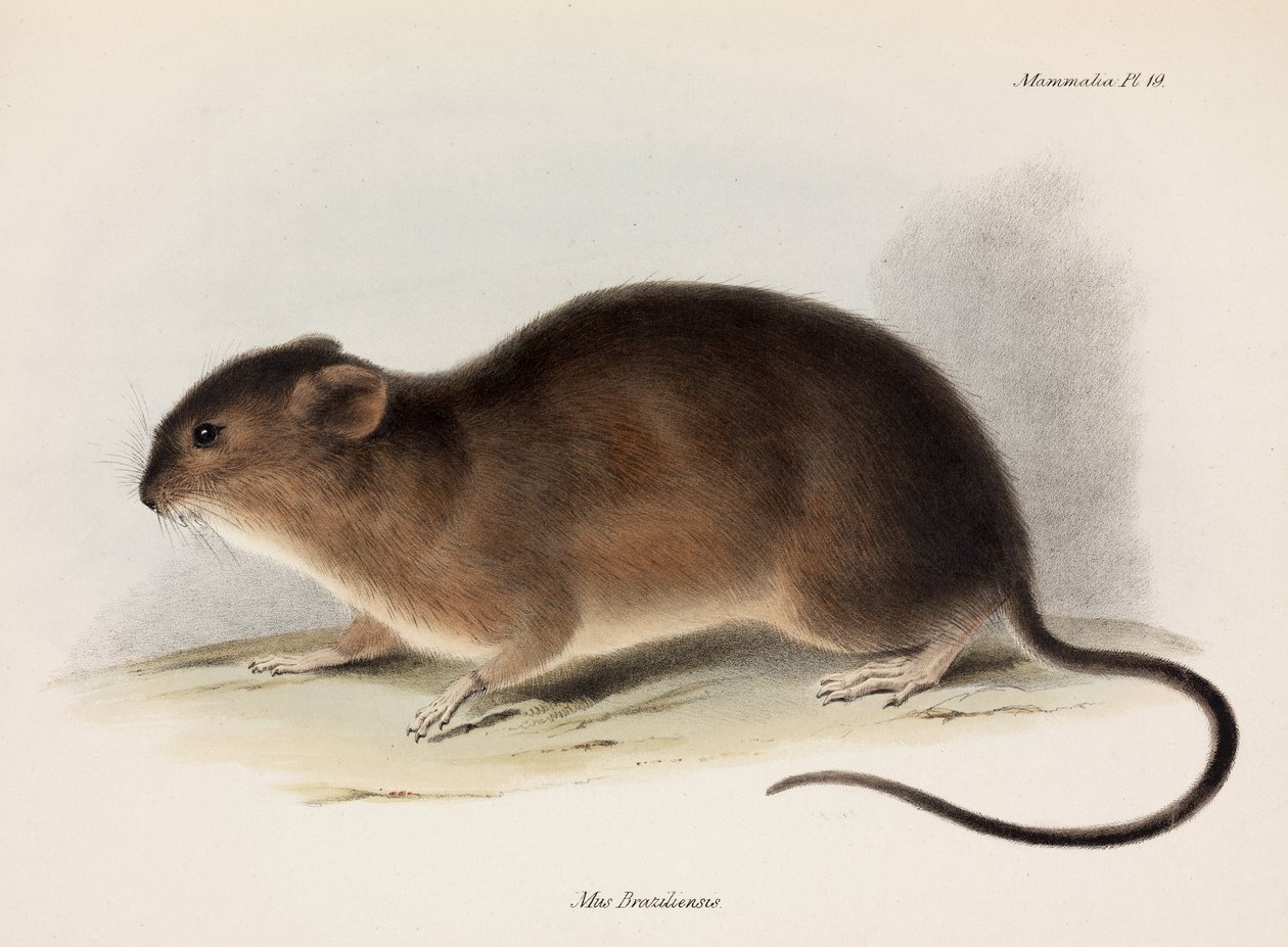 Rotte, Sydamerika, c 1832-1836 af Unbekannt