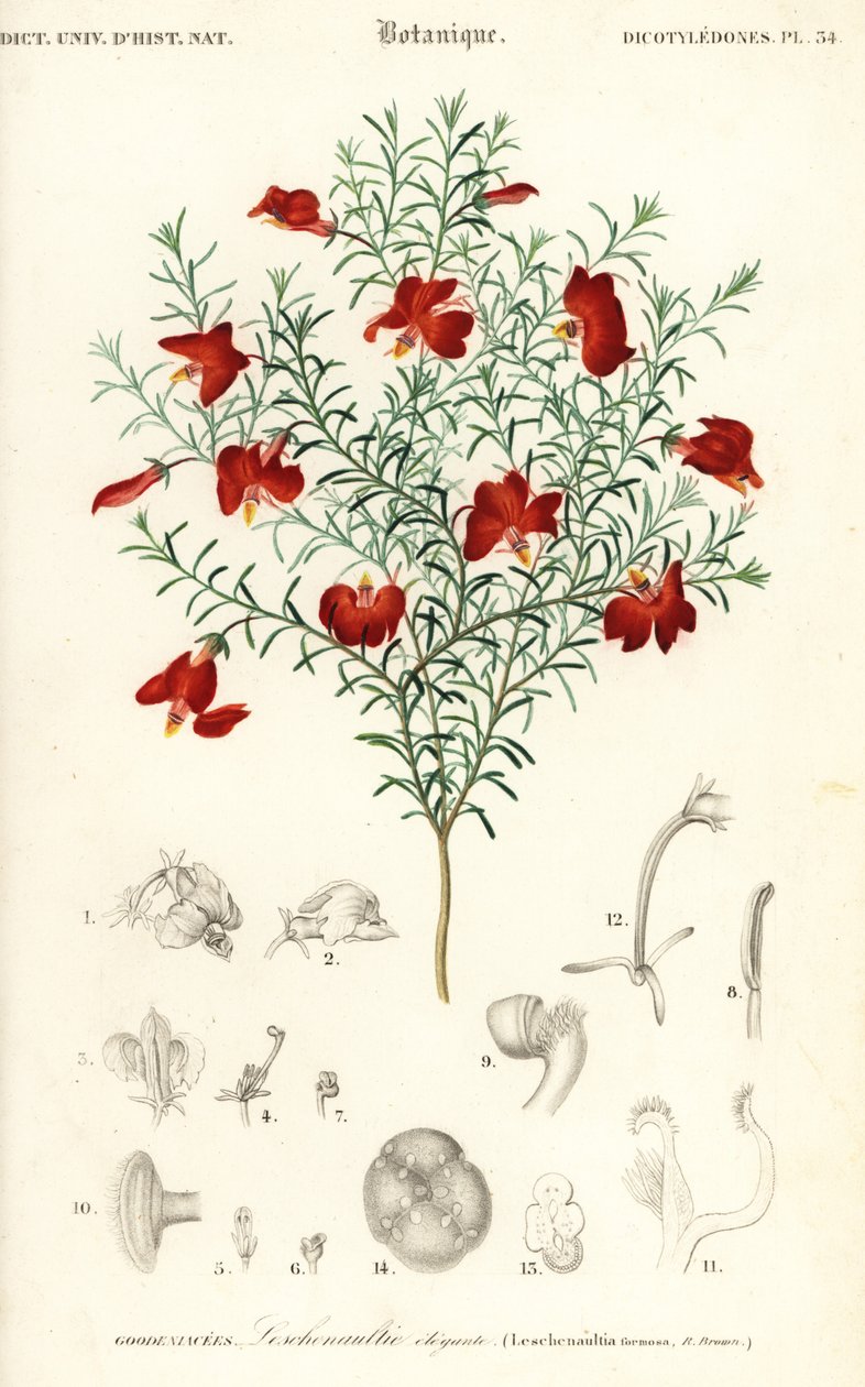 Rød leschenaultia, Leschenaultia formosa., 1849 (gravering) af Unbekannter Künstler