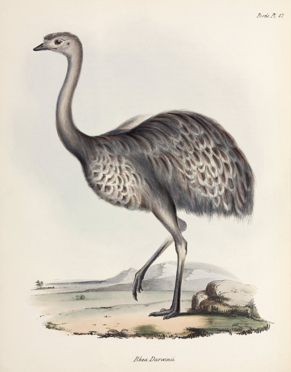 Rhea, Sydamerika, c 1832-1836 af Unbekannter Künstler
