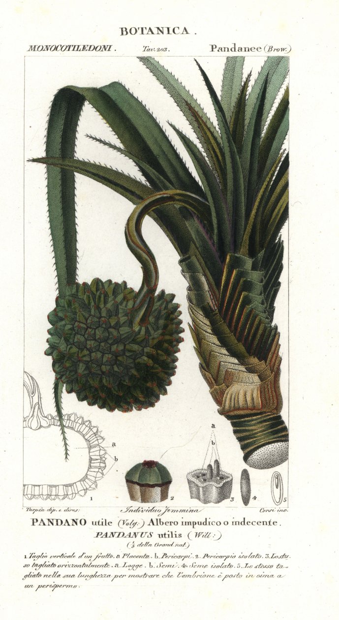 Skruefyr, Pandanus utilis af Unbekannter Künstler
