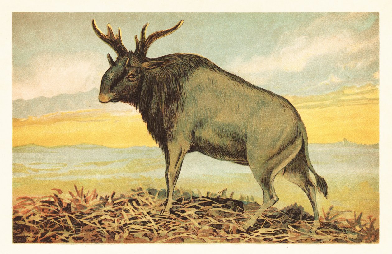 Shivas Beast, Sivatherium giganteum.1908 (Litograf) af Unbekannter Künstler