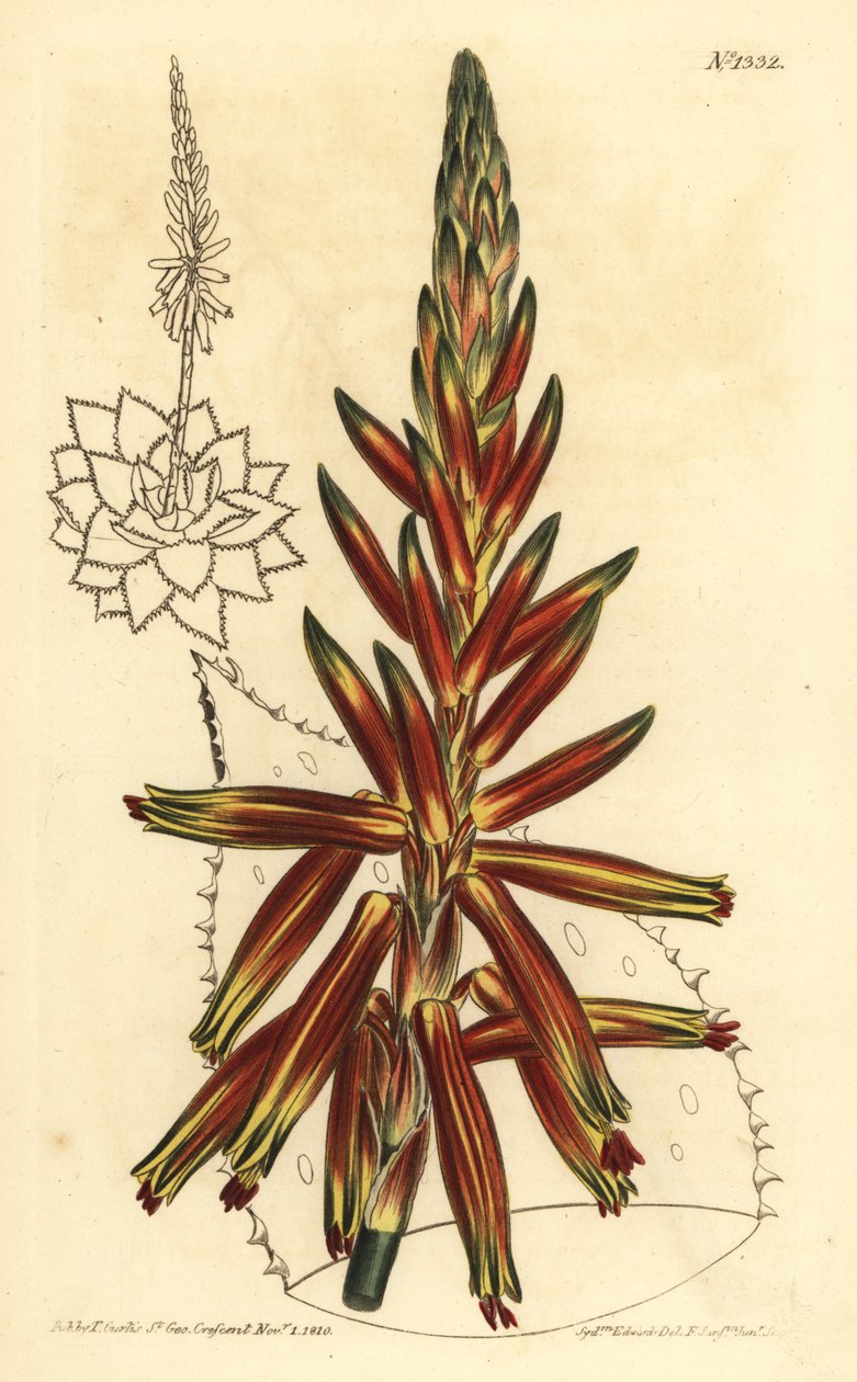 Kortbladet aloe, Aloe brevifolia var af Unbekannt