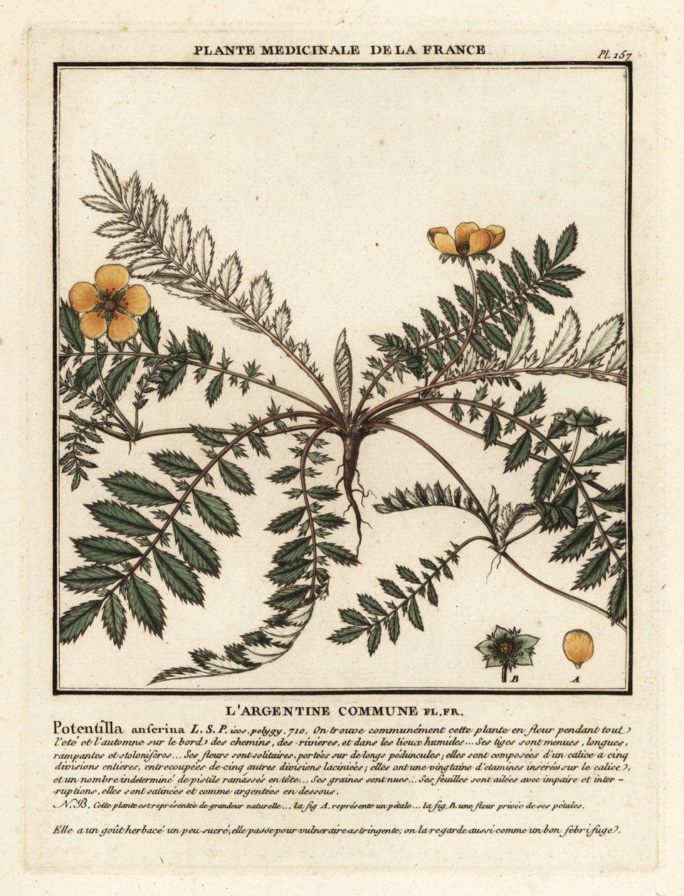 Sølvnød, Potentilla anserina. af Unbekannter Künstler