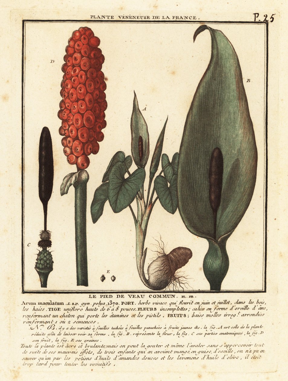 Slangehoved, Arum maculatum. af Unbekannter Künstler