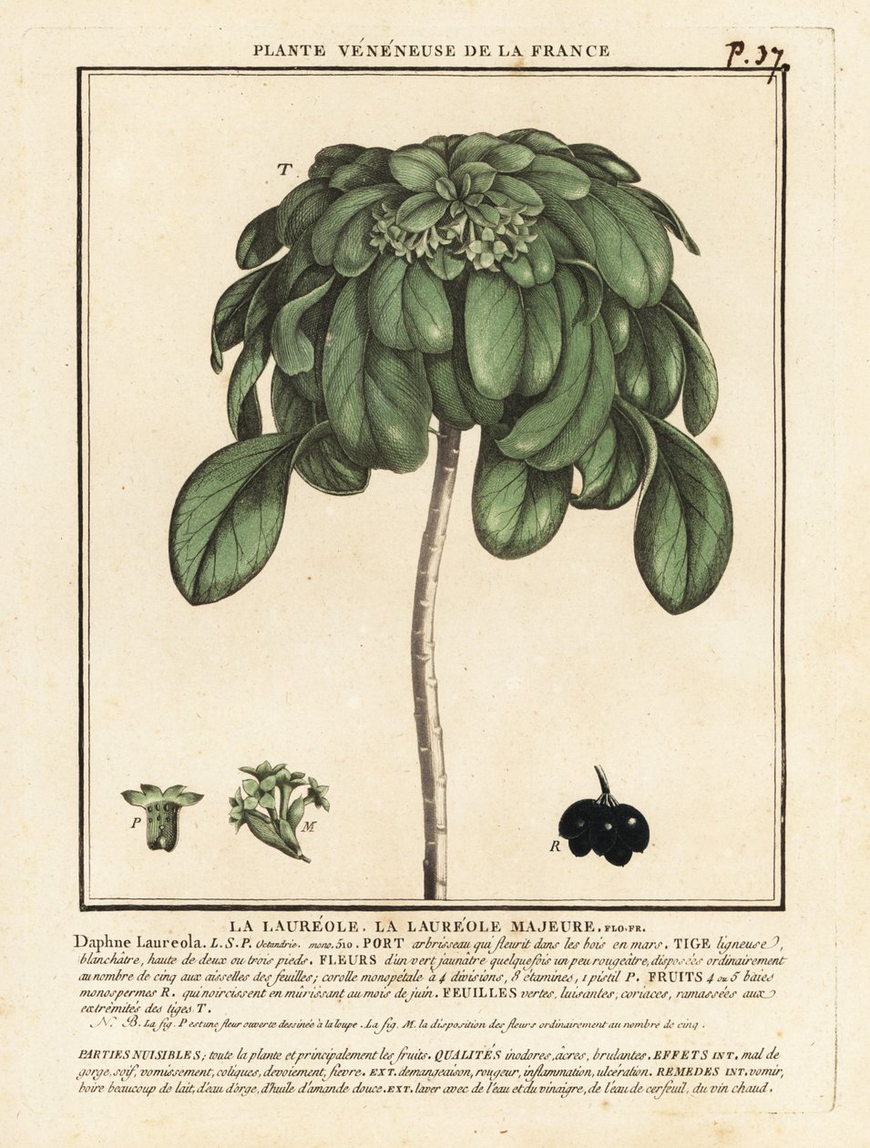 Spurge Laurel, Daphne Laureola. af Unbekannter Künstler
