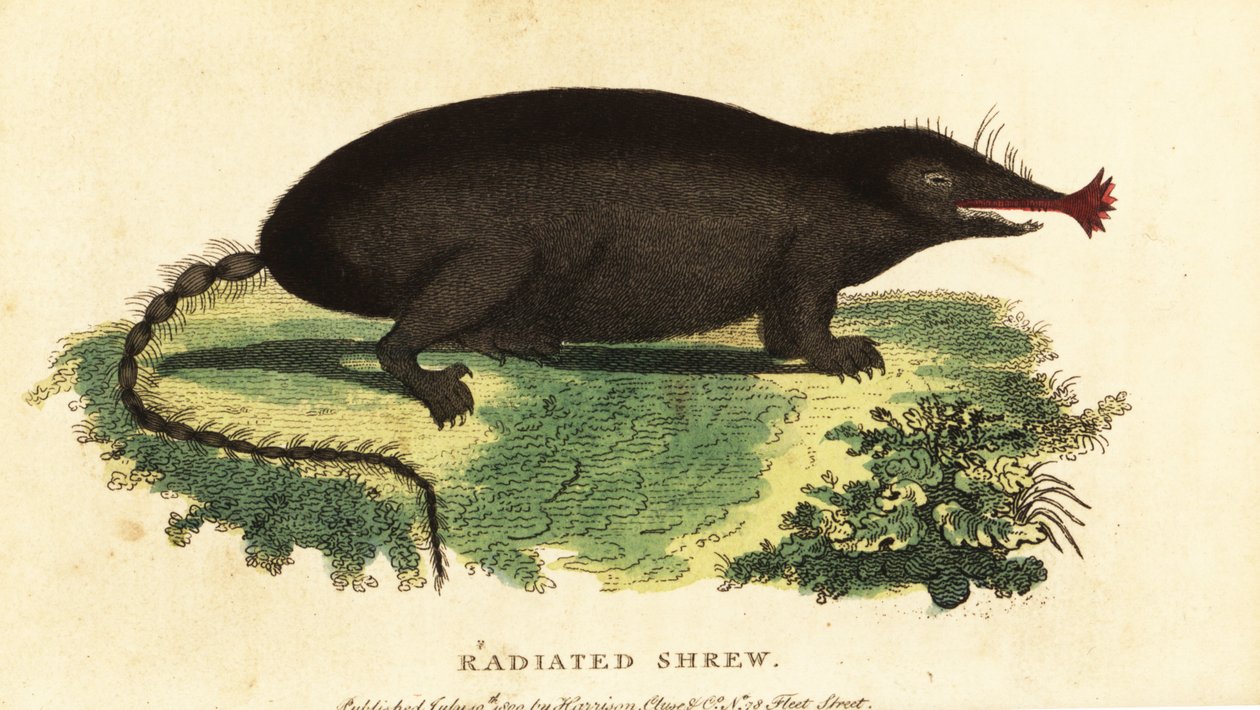 Stjerne-næse muldvarp, Condylura cristata., 1800 (gravering) af Unbekannter Künstler