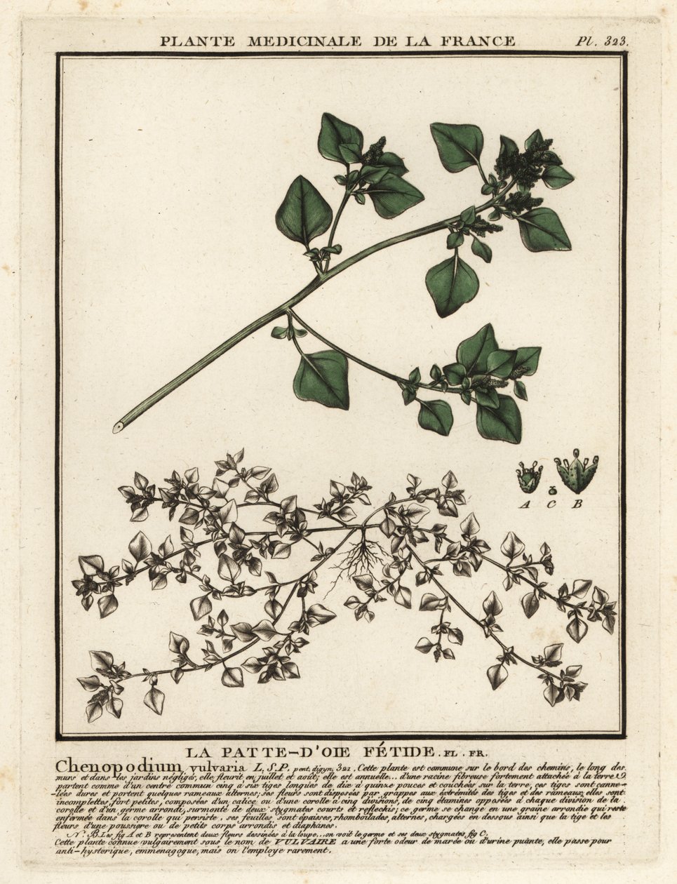 Stinkende gåsefod, Chenopodium vulvaria. af Unbekannter Künstler