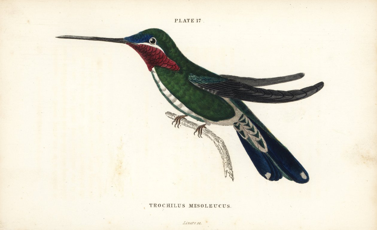 Stribebrystet stær, Heliomaster squamosus (hvidstribet kolibri, Trochilus mesoleucus). Håndkoloreret stålstik af William Lizars fra Sir William Jardine