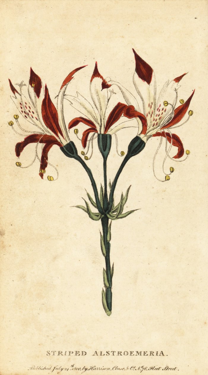 Stribet alstroemeria, Alstroemeria ligtu. ,1800 (gravering) af Unbekannter Künstler