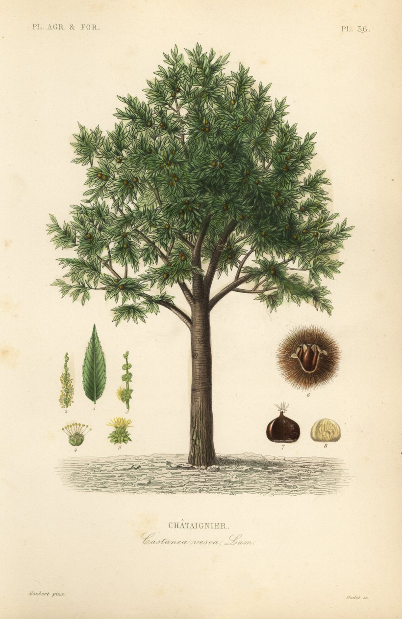 Sød kastanje, Castanea sativa, Castanea vesca, Chataignier af Unbekannt