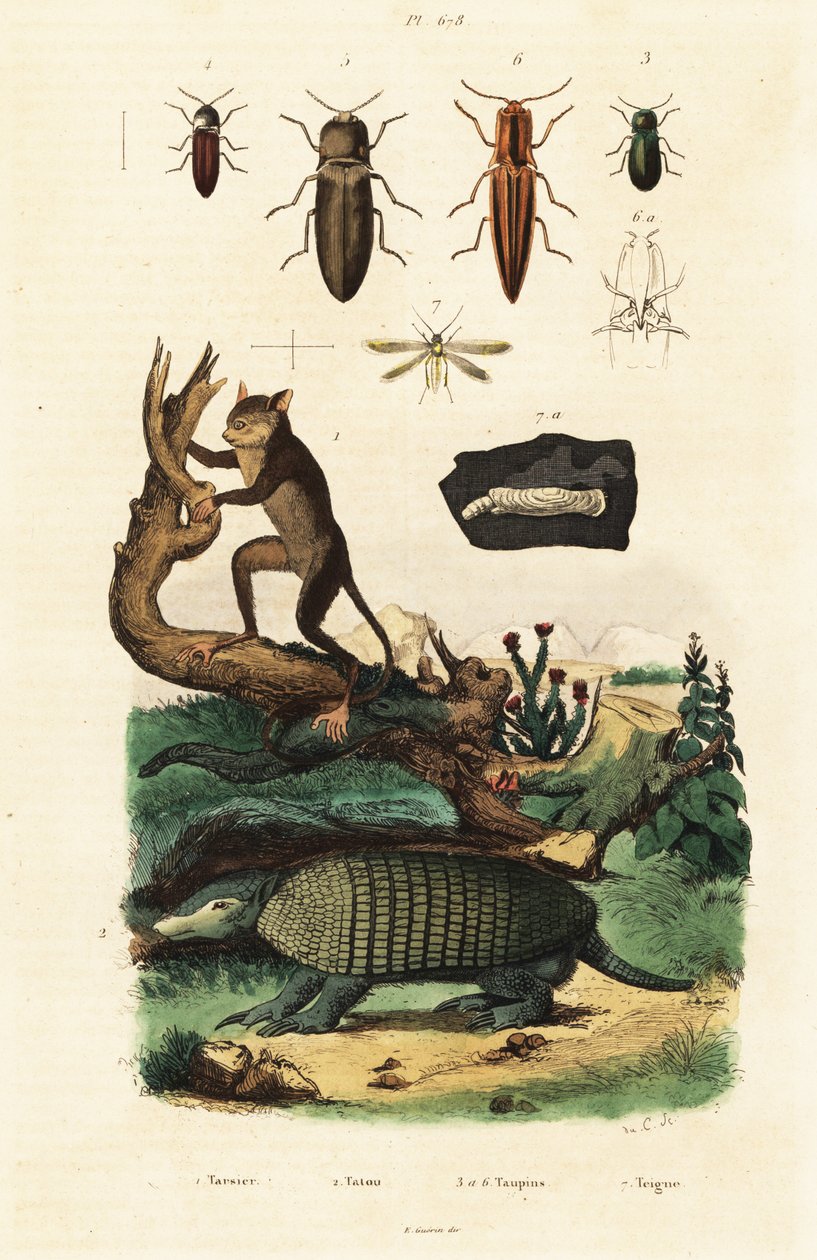 Tarsier, bæltedyr og biller. ,1834-1839 (gravering) af Unbekannter Künstler