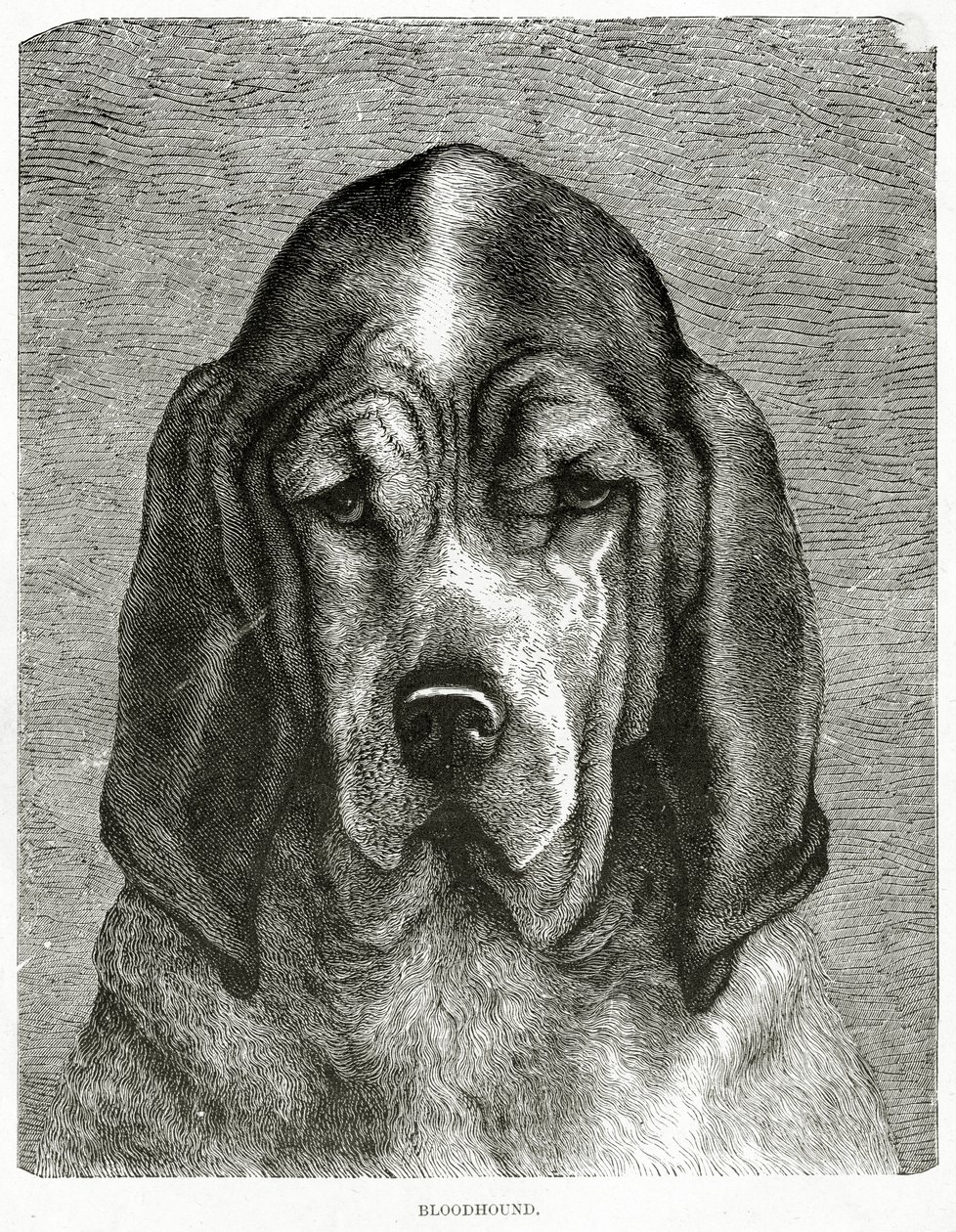 Blodhunden. 1902 (litho) af Unknown