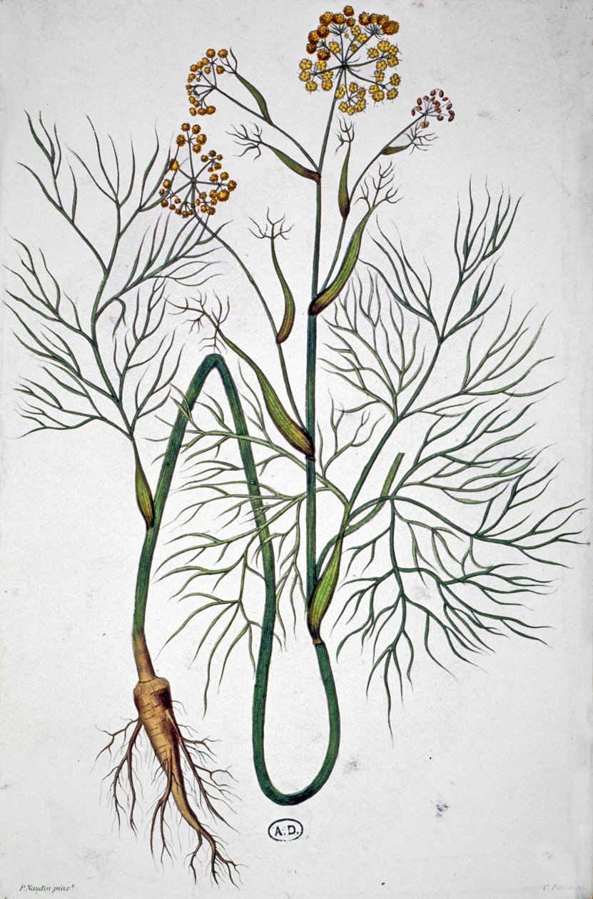 Fennikel, ca. 1850 (kobberstik) af Unbekannter Künstler