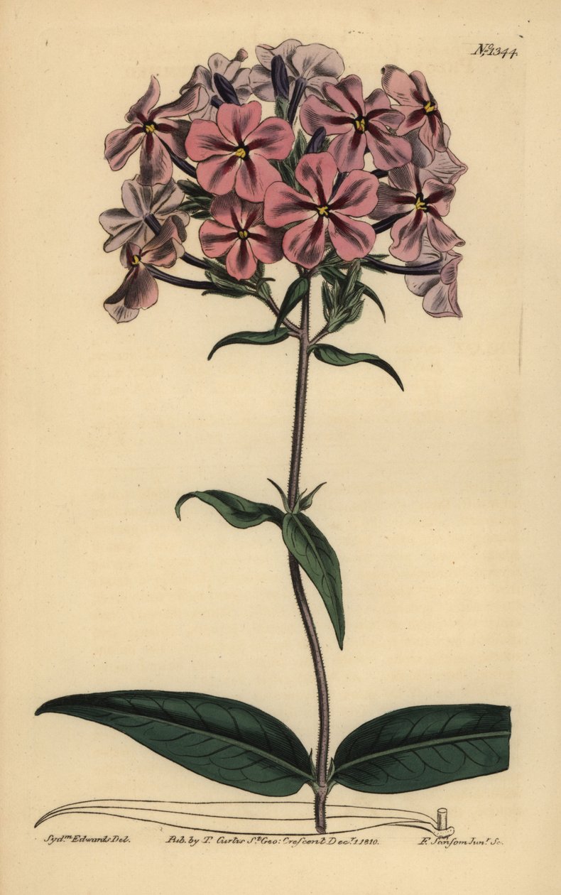Thickleaf Phlox, Phlox carolina (Rustilket lychnidea) af Unbekannt