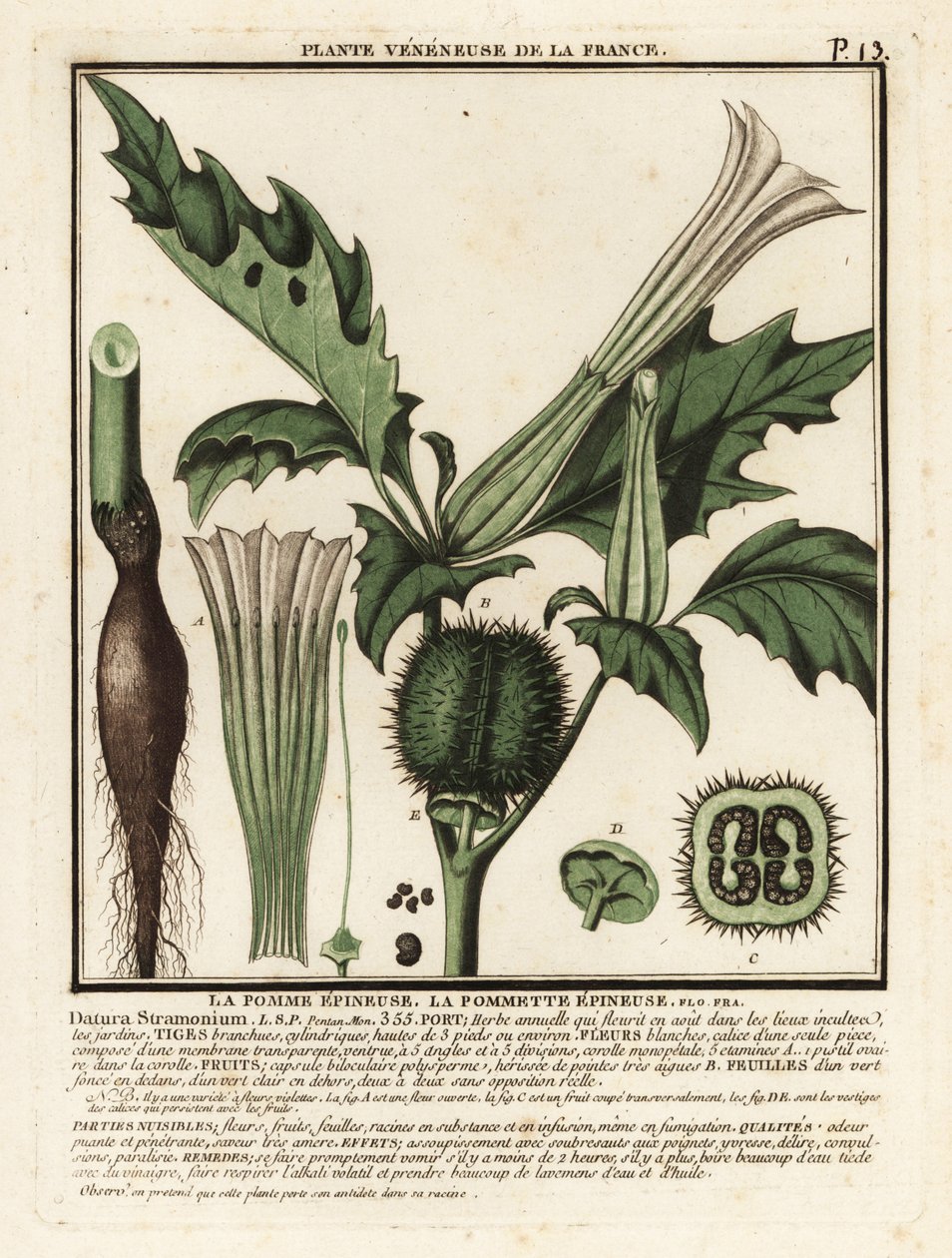 Tornæble, Datura stramonium. af Unbekannter Künstler