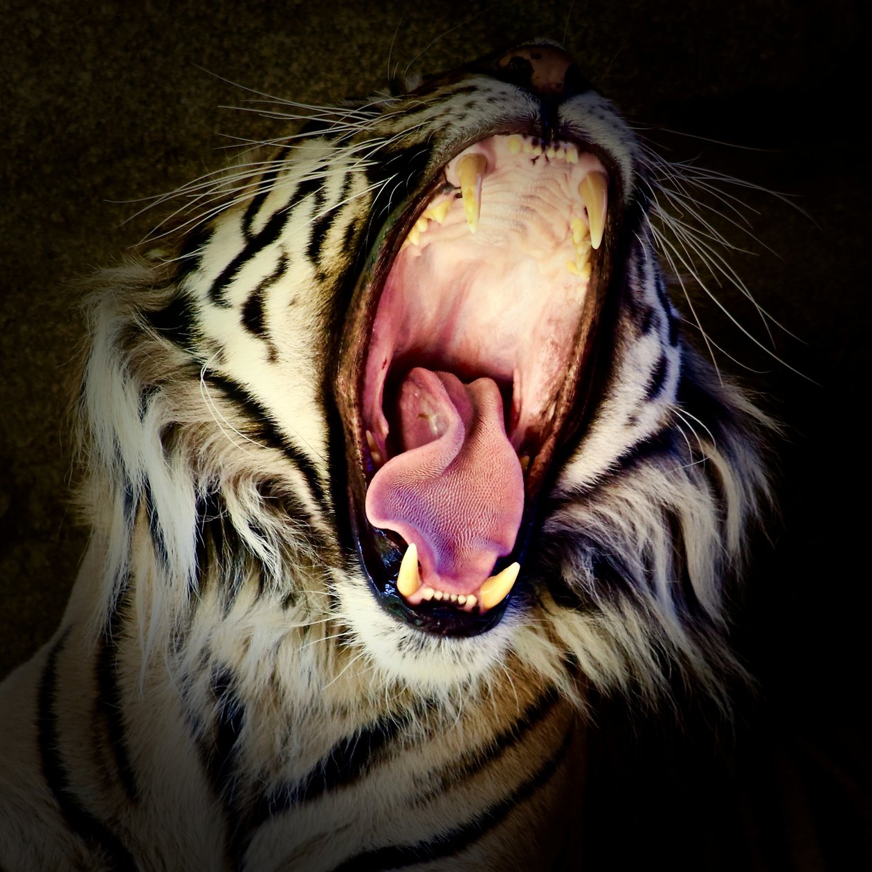 Tiger Teeth, 2017 (foto) af Unbekannter Künstler