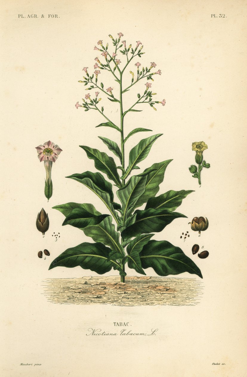 Tobaksplante, Nicotiana tabacum, Tabac af Unbekannt