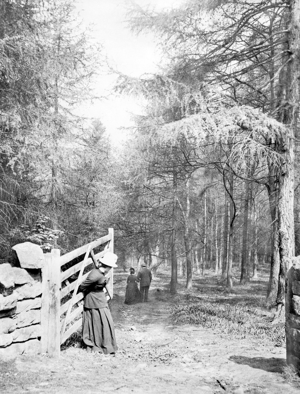 Storbritannien: Eaton Woods, c1890 af Unbekannt