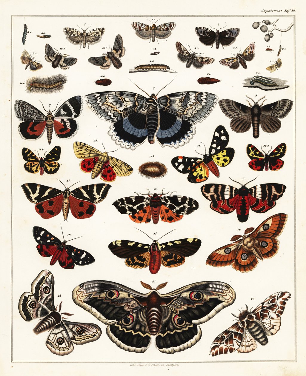 Varianter af sommerfugle, møl osv., 1841 (litografi) af Unbekannter Künstler