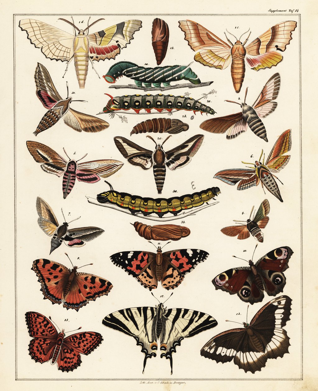 Varianter af sommerfugle, møl osv., 1841 (litografi) af Unbekannter Künstler